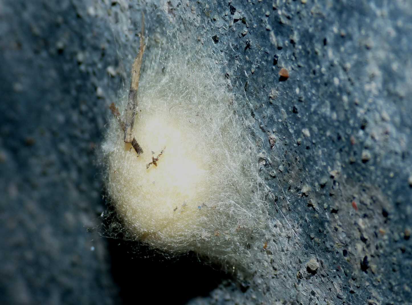 Ovisacco di Araneus?